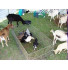 Petting Zoo
